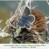 aricia teberdina tcheget male 2